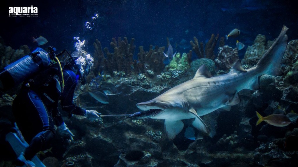 Entrada para Aquaria KLCC (Entrada (días laborables) - Viajeros internacionales) - 3
