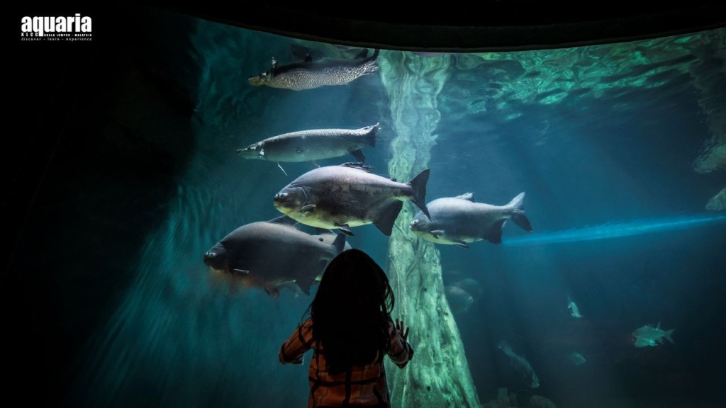 Entrada para Aquaria KLCC (Entrada (fines de semana y festivos) - Viajeros internacionales) - 1