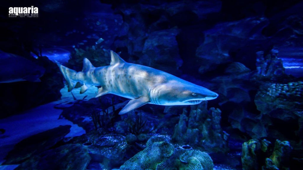 Aquaria KLCC Ticket (Family Bundle for Two Adults + One Child (Weekdays) - International Travellers) - 2