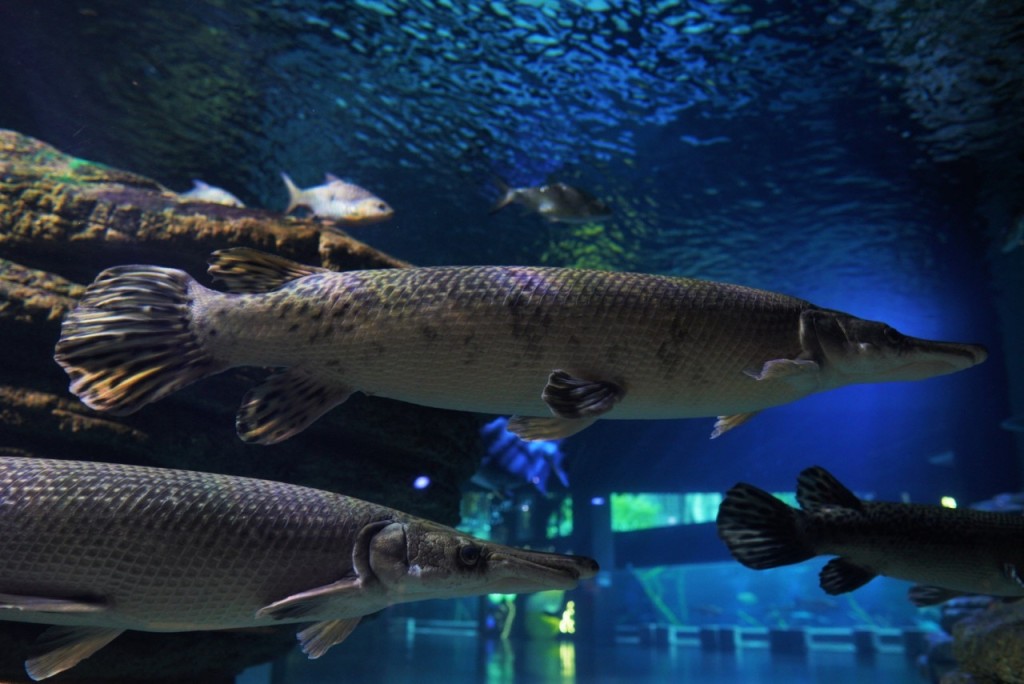 Aquaria Phuket (Aquaria Phuket - Admission (International Travellers)) - 3