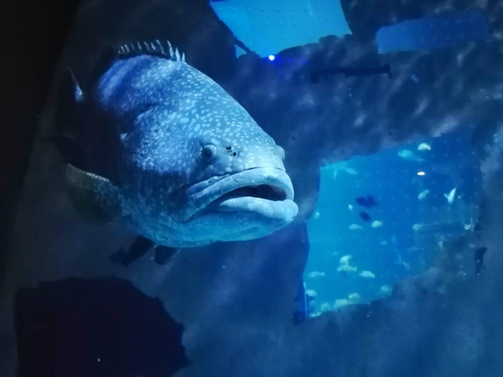 Aquaria Phuket (Aquaria Phuket - Admission (Thai Residents)) - 1