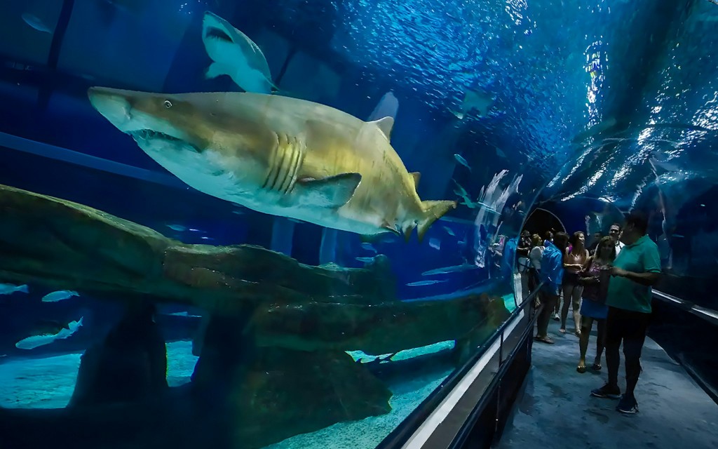 AquaRio: Rio de Janeiro Aquarium Tickets (Ticket to AquaRio) - 2