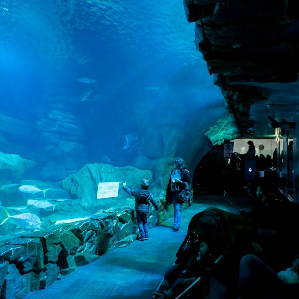 パリ水族館年間パス - 1
