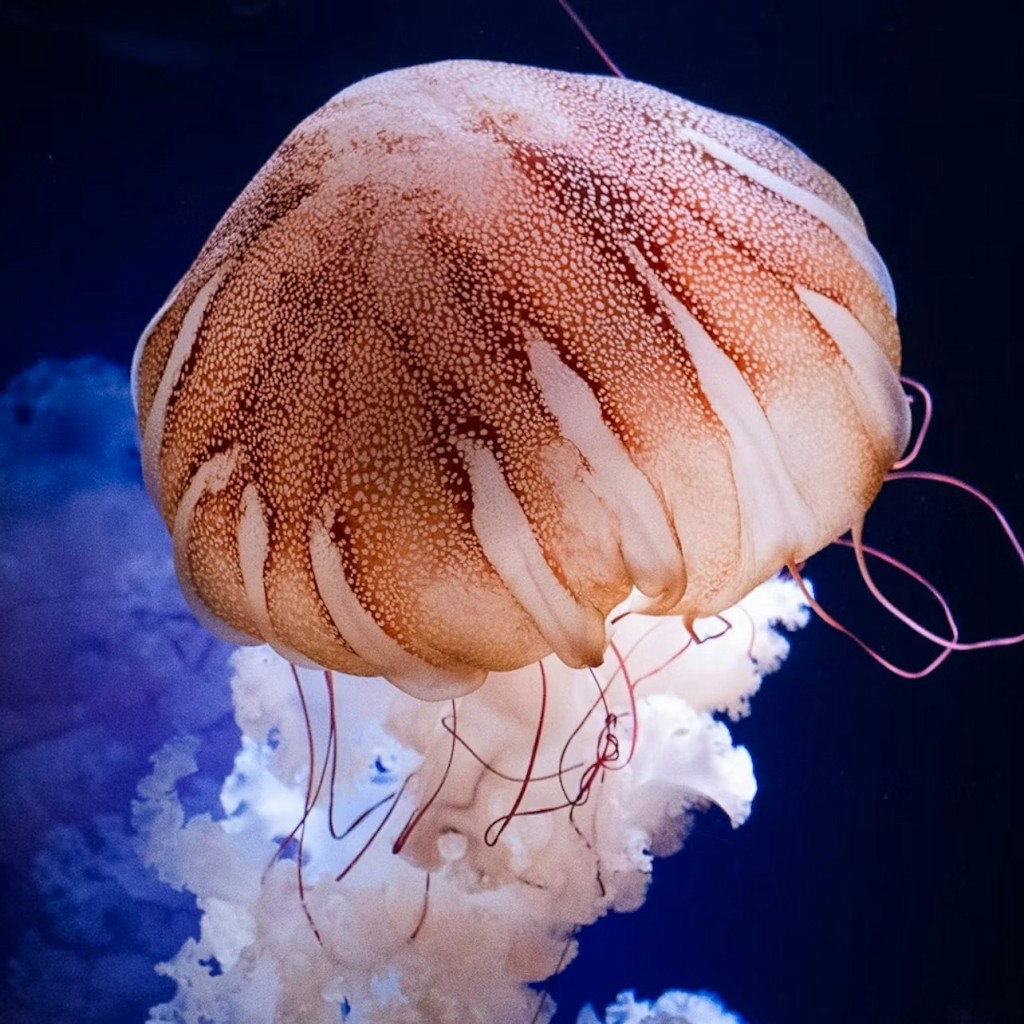 パリ水族館年間パス - 2
