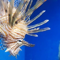 Acquario di Napoli: Biglietto d'ingresso - 1