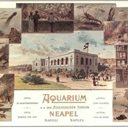 Acquario di Napoli: Biglietto d'ingresso - 3