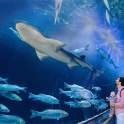베이 수족관: 입장권 - 2