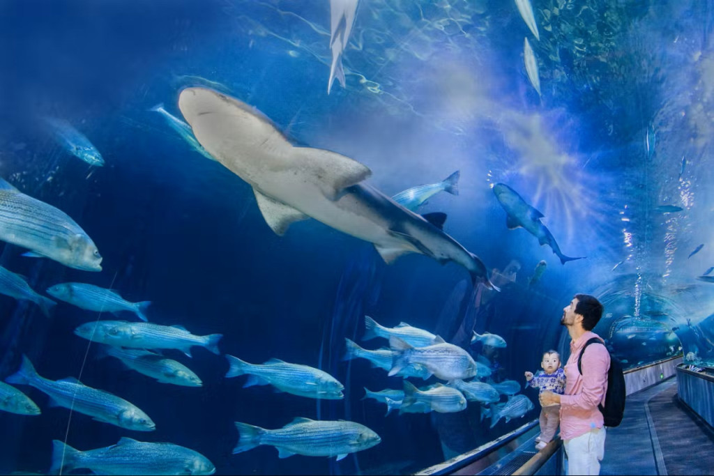 Aquarium of the Bay Ticket (Admission) - 1