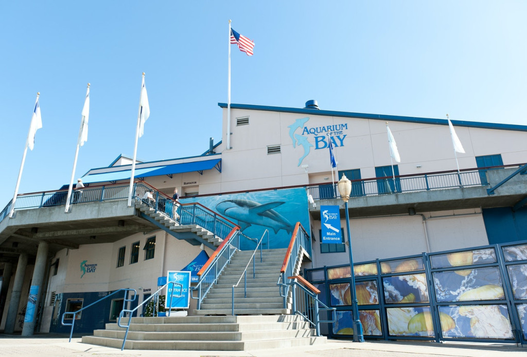 Aquarium of the Bay Ticket (Admission) - 3