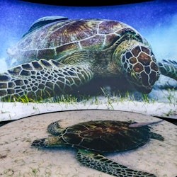 Aquarium of the Pacific: Voucher członkowski - 1