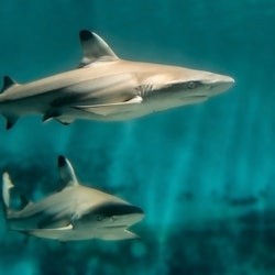 Aquarium of the Pacific: Bilet z opcją bez kolejki - 2