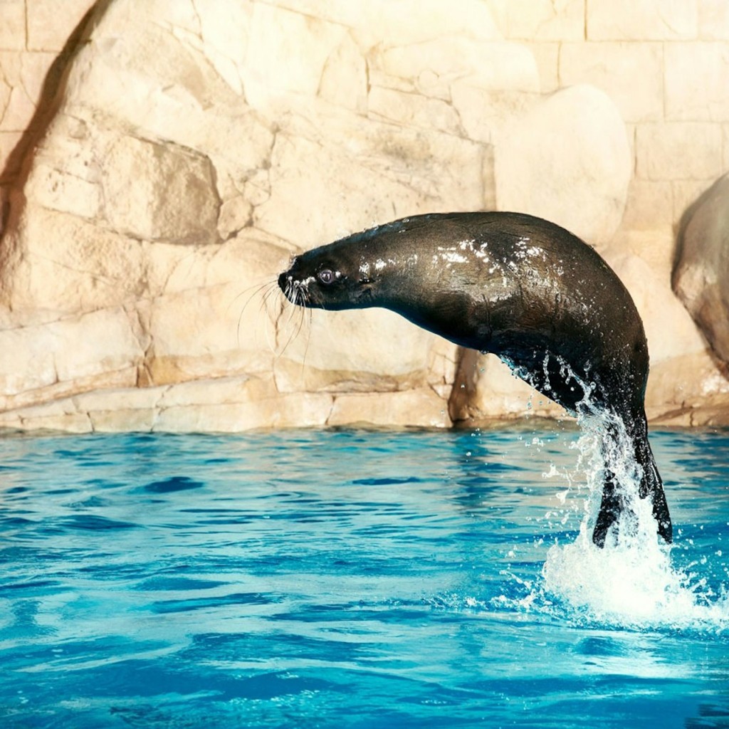 Aquaventure World: Waterpark Day Pass + Sea Lion Experience - 1