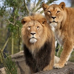 アルティス・アムステルダム王立動物園: 入場券 - 1