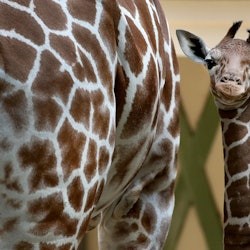 アルティス・アムステルダム王立動物園: 入場券 - 2