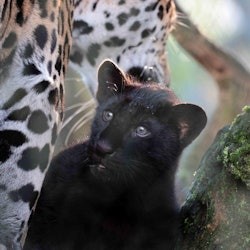 アルティス・アムステルダム王立動物園&グルート博物館:行列スキップ入場券 - 1