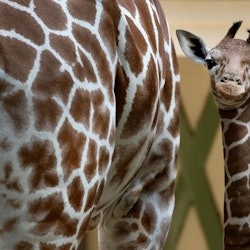 アルティス・アムステルダム王立動物園&グルート博物館:行列スキップ入場券 - 3