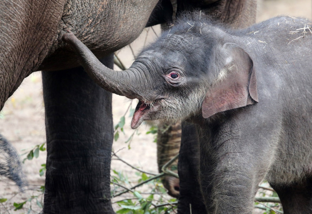 ARTIS Royal Zoo (ARTIS Royal Zoo - Admission) - 1