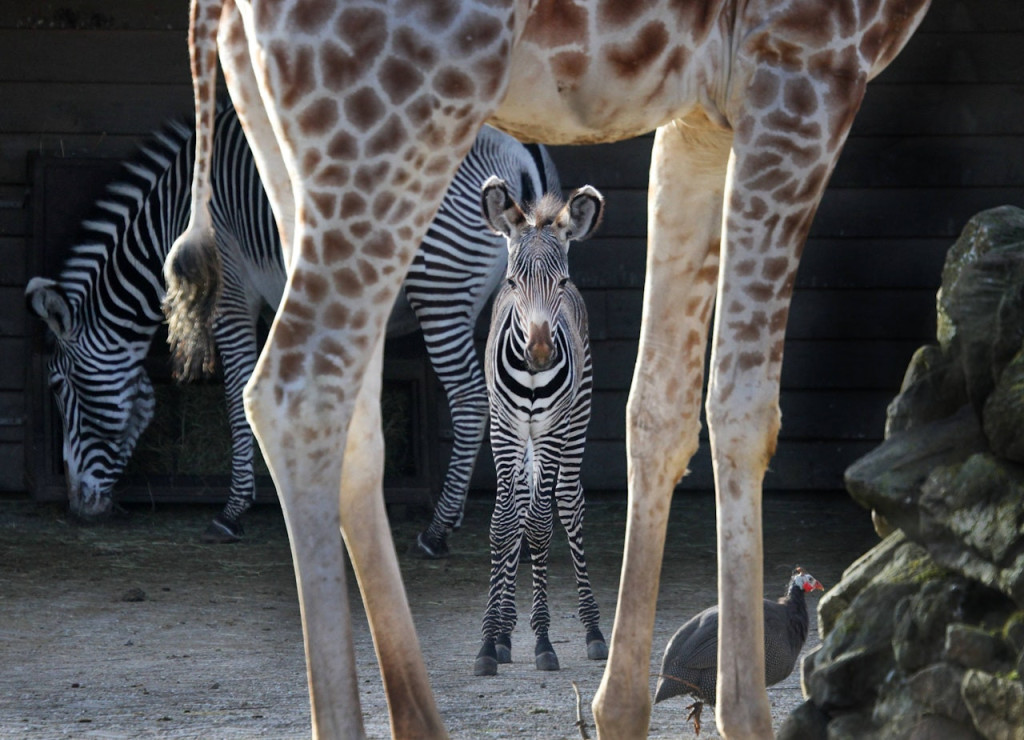 ARTIS Royal Zoo (ARTIS Royal Zoo - Admission) - 2