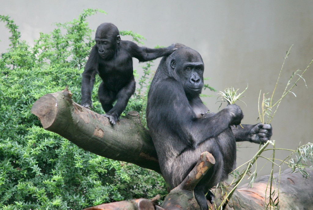 ARTIS Royal Zoo (ARTIS Royal Zoo - Admission) - 3