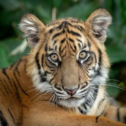 Zoo d'Australia: Ingresso + Trasferimento da Brisbane - 1