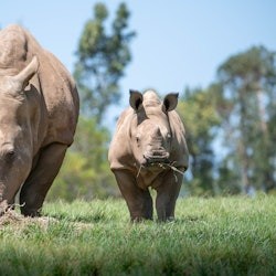 Zoo d'Australia: Ingresso + Trasferimento da Brisbane - 2
