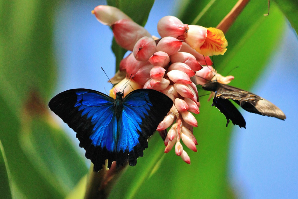 Australian Butterfly Sanctuary (Australian Butterfly Sanctuary - Admission) - 1