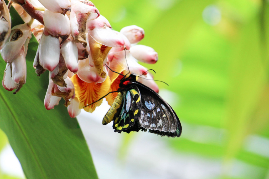Australian Butterfly Sanctuary (Australian Butterfly Sanctuary - Admission) - 2