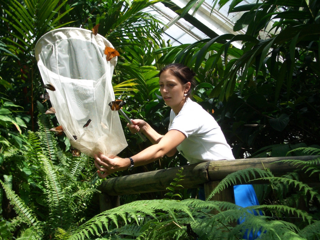 Australian Butterfly Sanctuary (Australian Butterfly Sanctuary - Admission) - 3