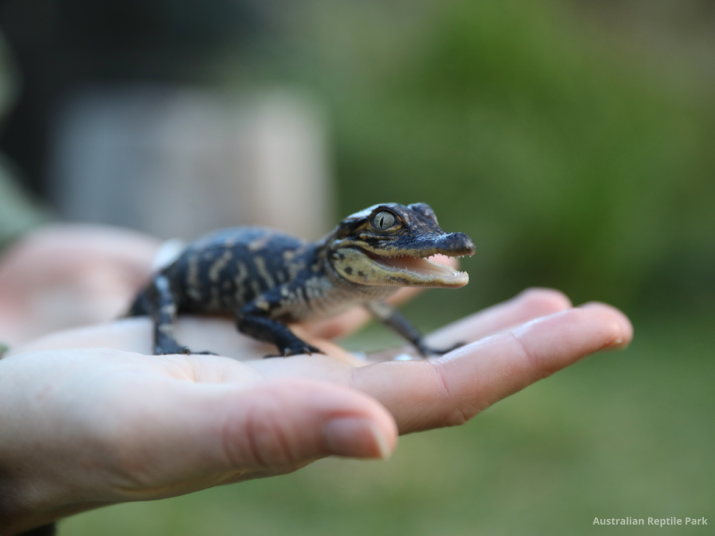 Australian Reptile Park (Australia Reptile Park - Admission) - 1