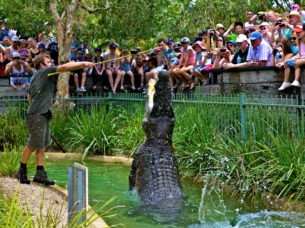 Australian Reptile Park (Australia Reptile Park - Admission) - 2