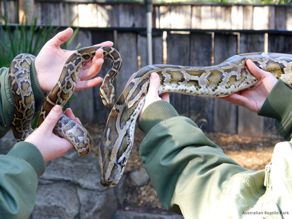Australian Reptile Park (Australia Reptile Park - Admission) - 3