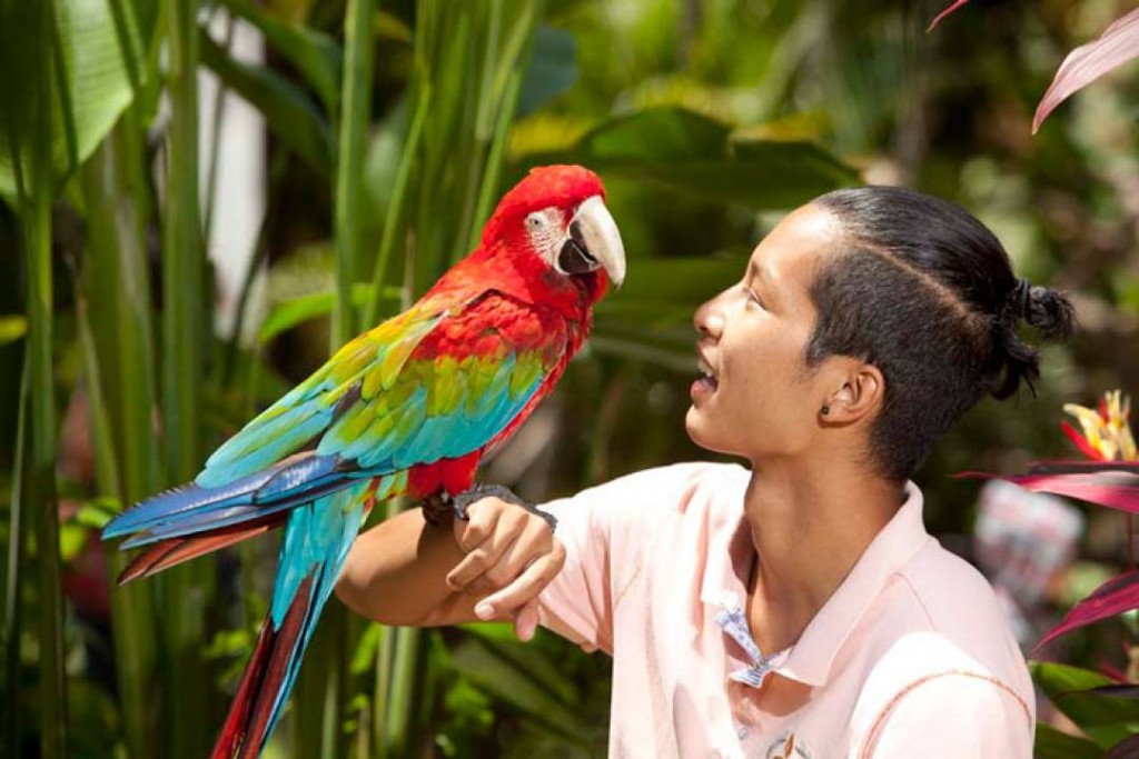 Bali Bird Park Ticket (Bali Bird Park - Admission (Indonesian Citizens)) - 3