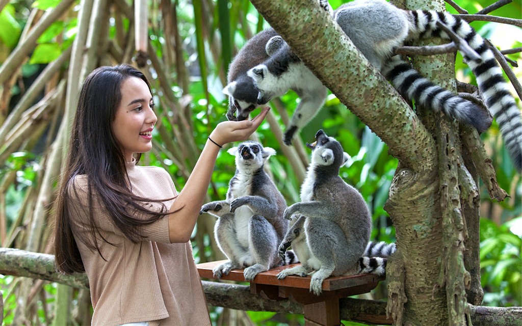 Bali Zoo Kombi: Eintrittskarte, Frühstück mit Orang-Utans & Elefanten-Schlammspaß (Bali Zoo Tickets + Breakfast with Orangutans + Elephant Mud Fun & Feeding ) - 3