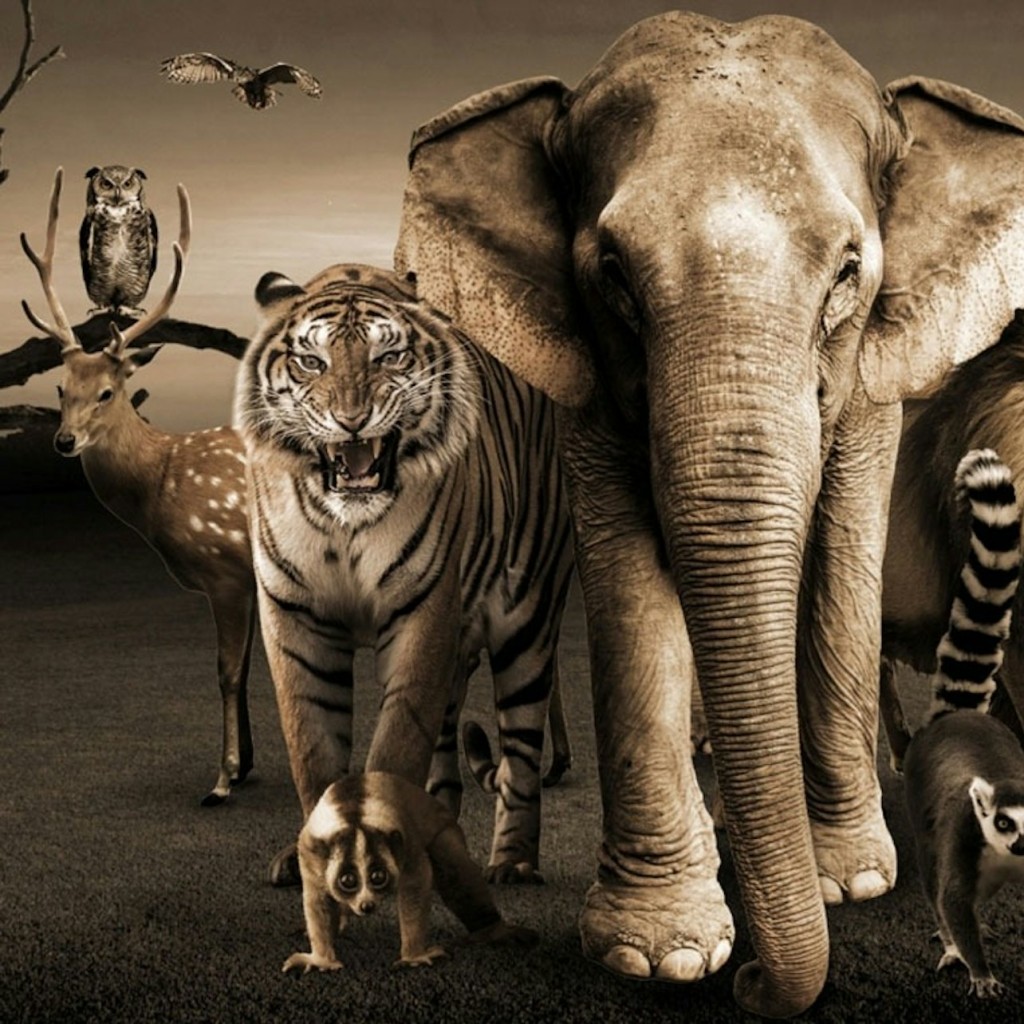 Bali Zoo: Entry Ticket - General Zoo Admission - 1