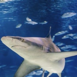 Barcelona Aquarium: Entry Ticket - 3