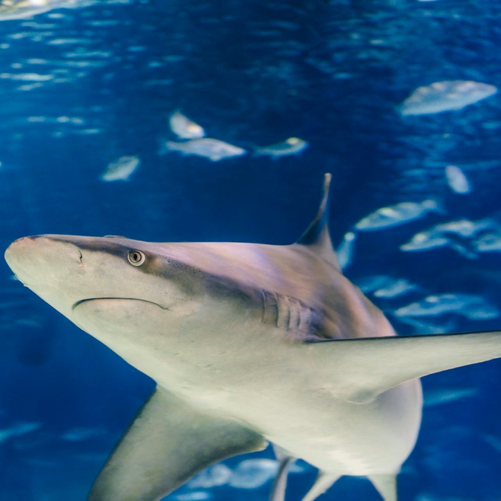 Barcelona Aquarium: Eintrittskarte - Weekday - 3