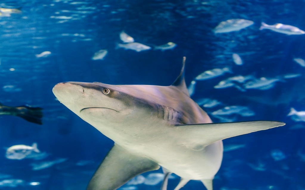 Barcelona Aquarium Skip-the-Line Tickets (-) - 1