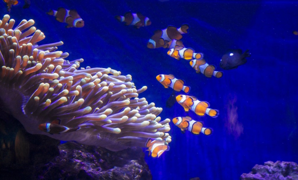 Barcelona Aquarium Ticket (Skip-the-Line Admission) - 1