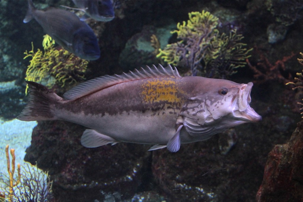Barcelona Aquarium Ticket (Skip-the-Line Admission) - 2