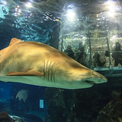 バルセロナ動物園+水族館パス - 2