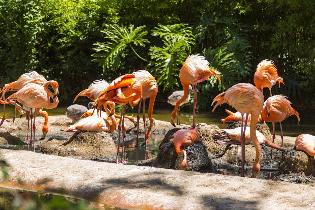 Barcelona Zoo (Barcelona Zoo - Admission) - 1