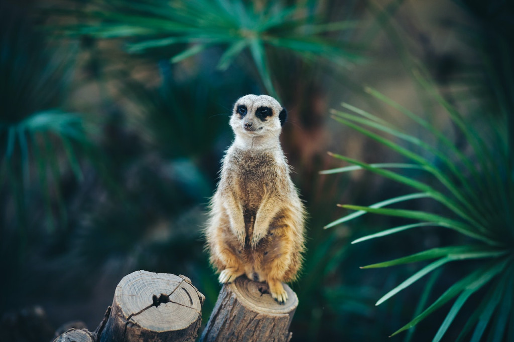 Barcelona Zoo (Barcelona Zoo - Admission) - 2