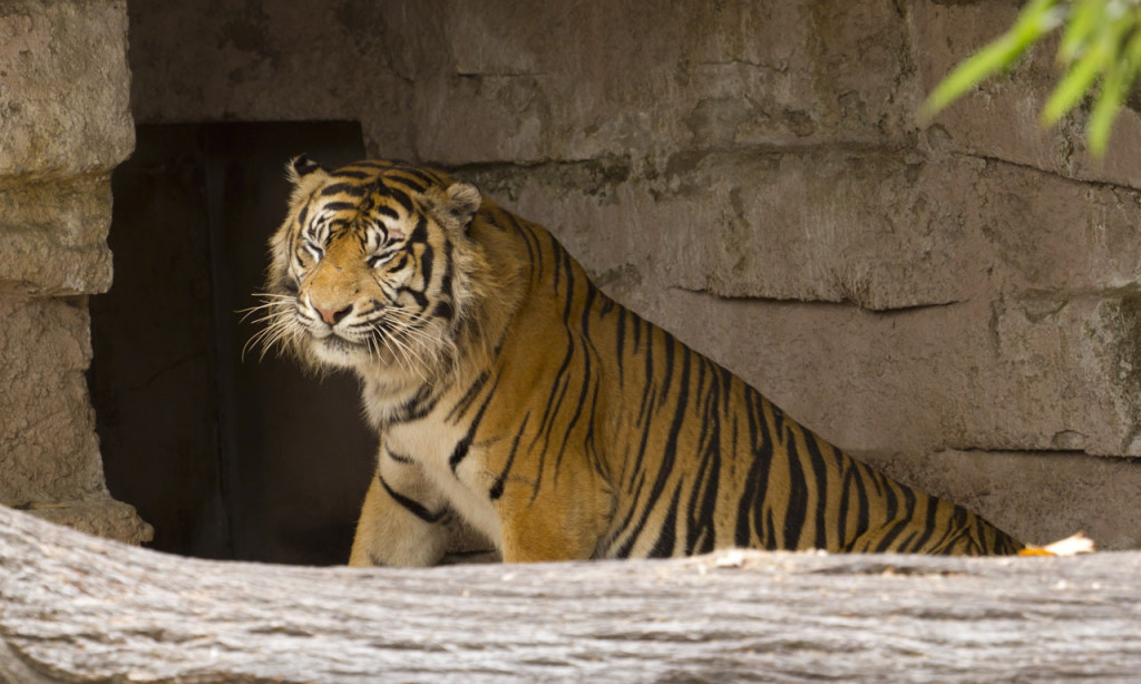 Barcelona Zoo (Barcelona Zoo - Admission) - 3