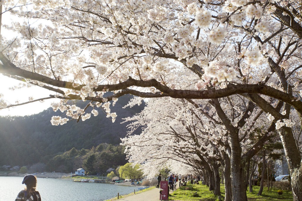 Mount Fuji Day Tour with Kawaguchiko Lake (Mount Fuji Day Tour with Kawaguchiko Lake (from Tokyo)) - 3