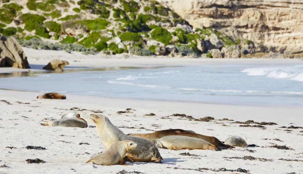 Kangaroo Island Tour from Adelaide - 2