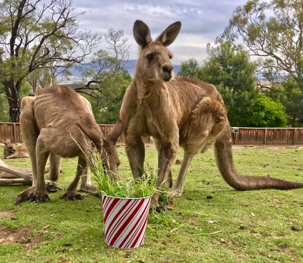 Bonorong Wildlife Sanctuary and Hobart City Tour - 2