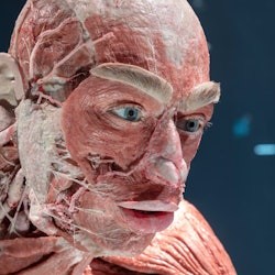 Berlin : 24-Hr Hop-on Hop-off Bus Tour + BODY WORLDS Entry + Audio Guide - 1