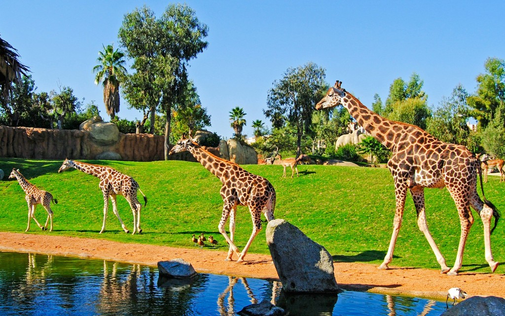 Tickets für den Bioparc Valencia (General) - 1