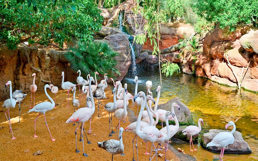 Tickets für den Bioparc Valencia (General) - 3