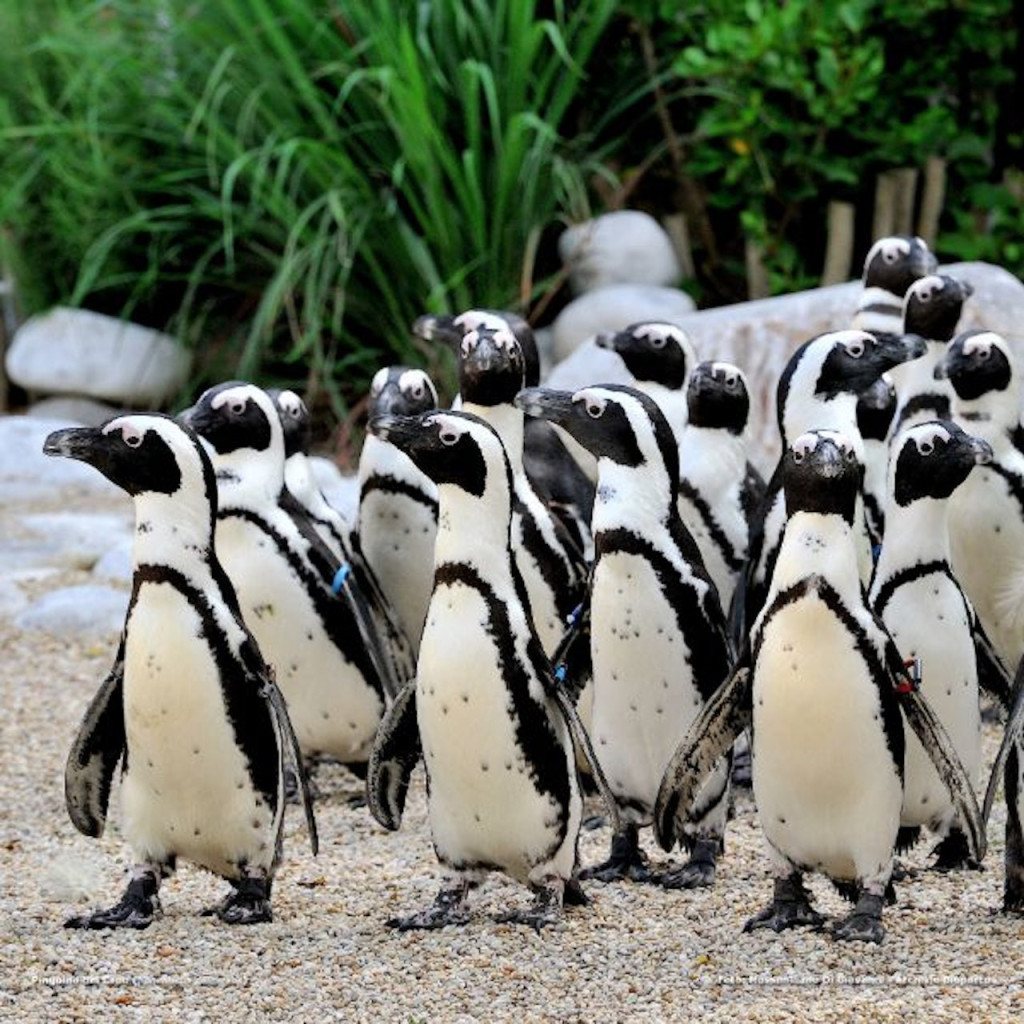 Bioparco: The Zoo of Rome (Bioparco: The Zoo of Rome - Admission) - 2
